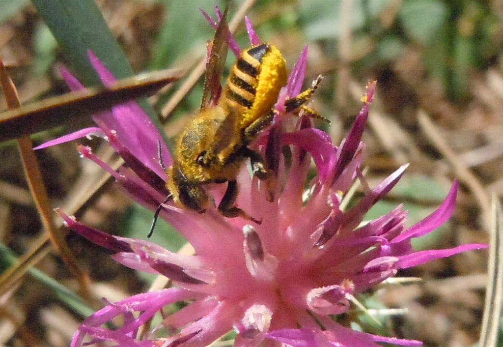 Megachile sp. coperto di polline