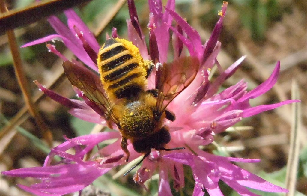 Megachile sp. coperto di polline