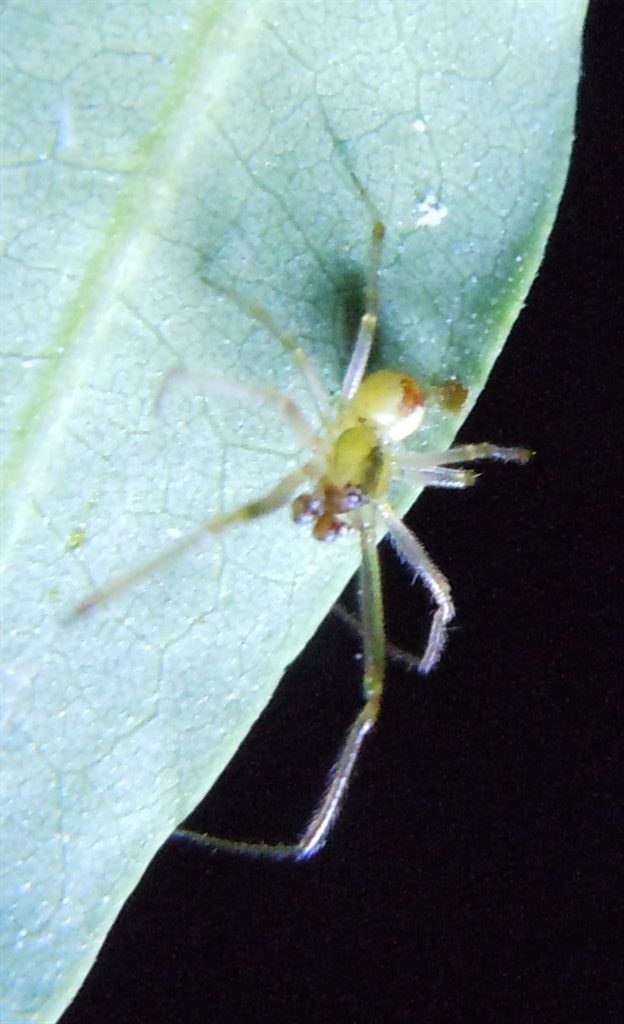 Ragno notturno: maschio di Enoplognatha sp.? - Agnano (NA)