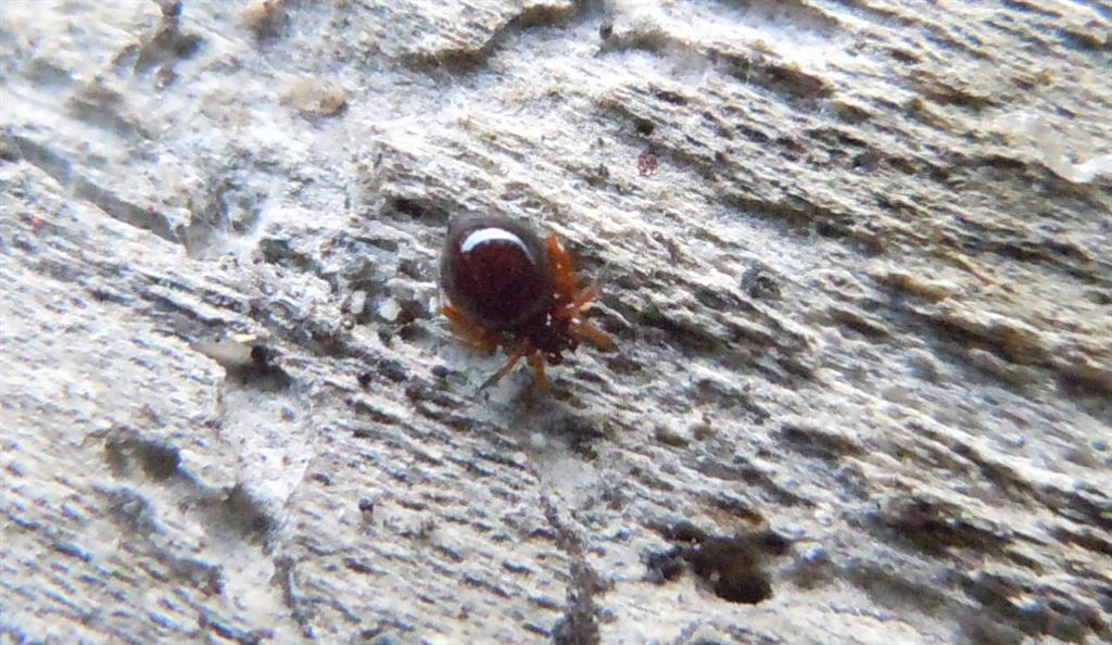 Euryopis sp. - Lago d''Averno (NA)