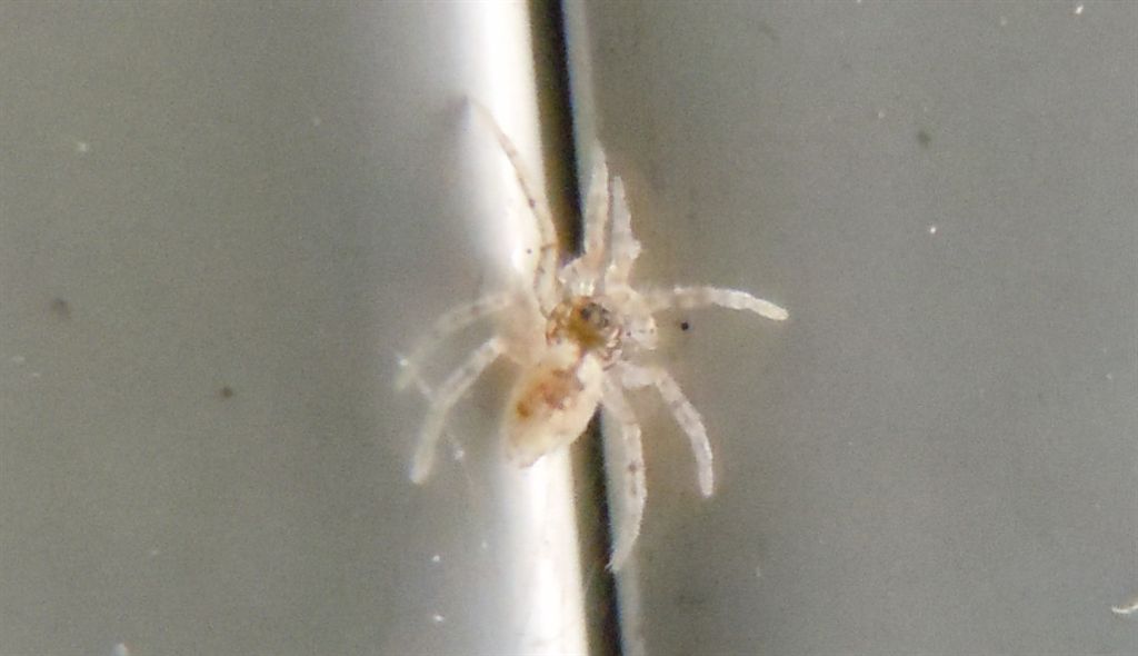 Oecobius sp. - Napoli (NA)