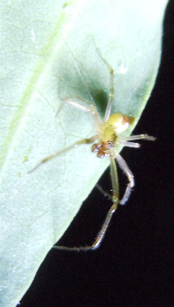 Ragno notturno: maschio di Enoplognatha sp.? - Agnano (NA)