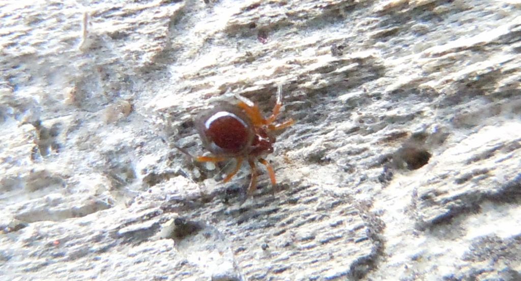 Euryopis sp. - Lago d''Averno (NA)