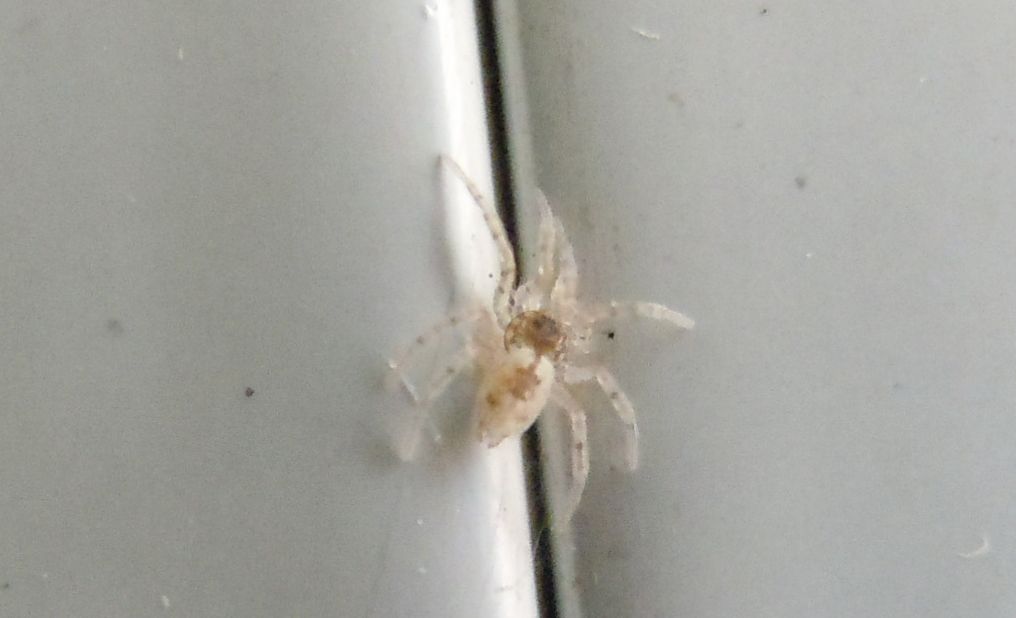 Oecobius sp. - Napoli (NA)