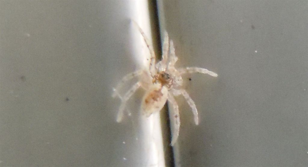 Oecobius sp. - Napoli (NA)