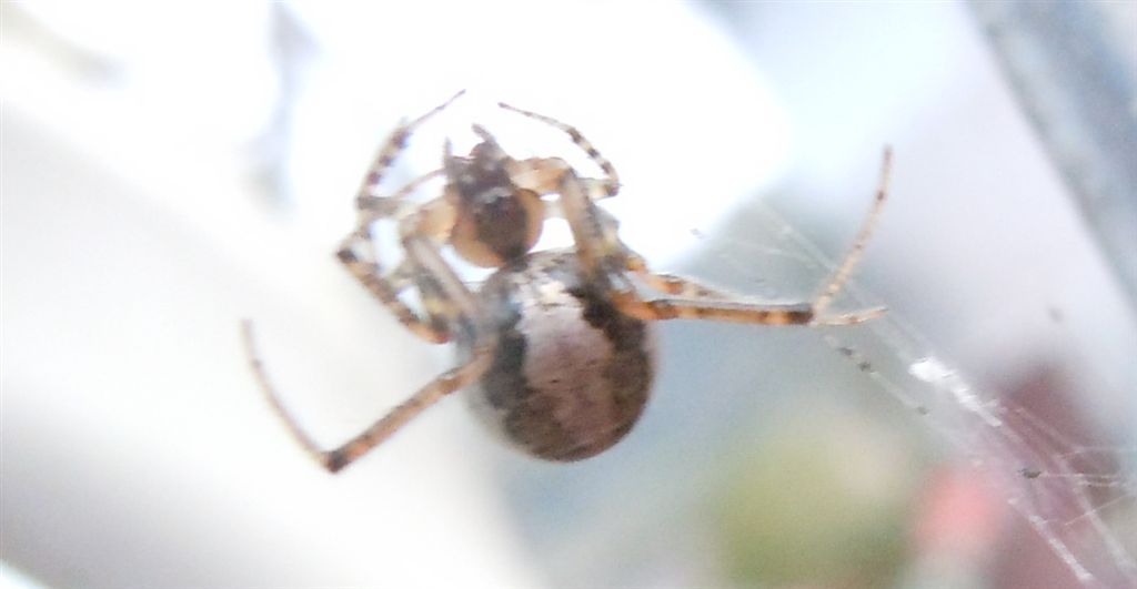 Zygiella x-notata - Agnano (NA)
