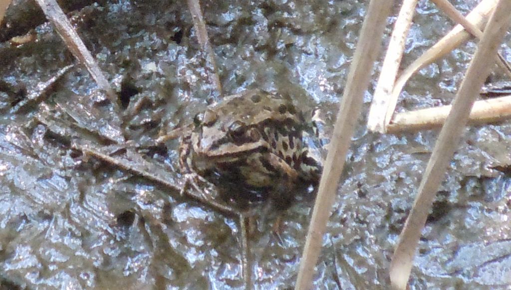 Rane da identificare - Pelophylax sp. (prov. Napoli)