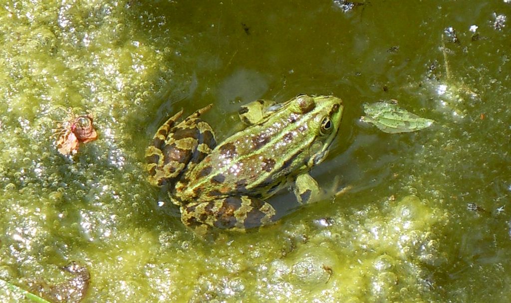 Rane da identificare - Pelophylax sp.