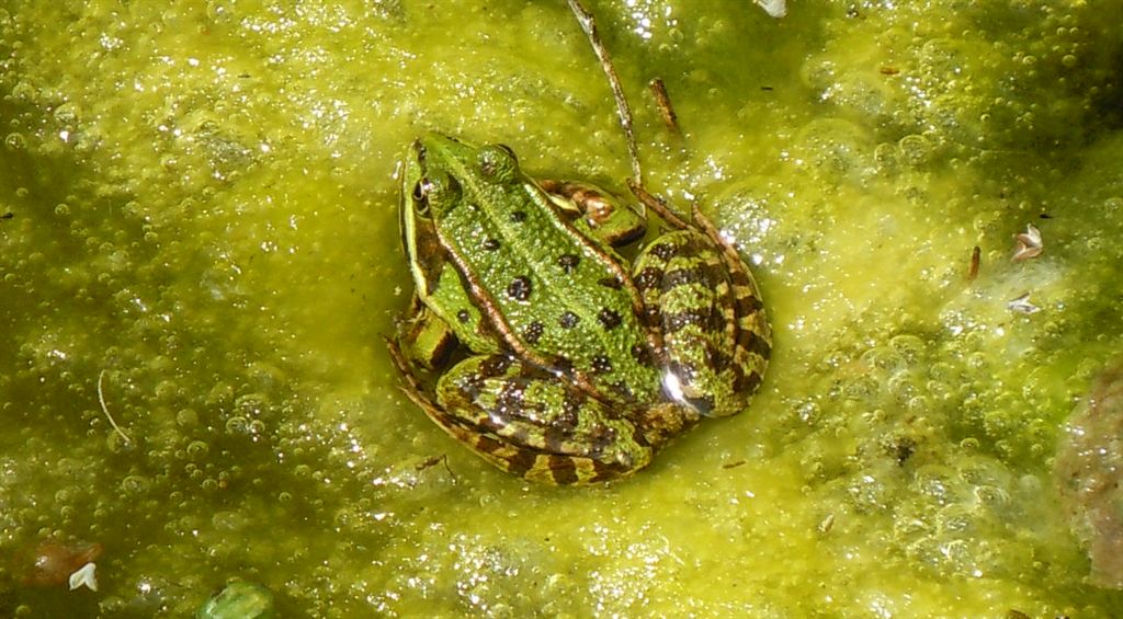 Rane da identificare - Pelophylax sp.