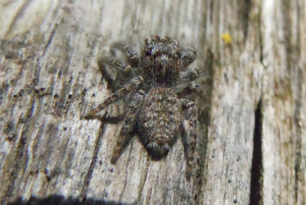 Philaeus chrysops - San Leucio (CE)