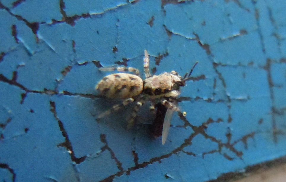 Salticus cf. mutabilis - Agnano (NA)