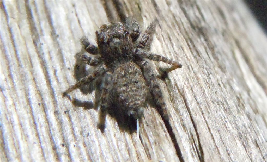 Philaeus chrysops - San Leucio (CE)