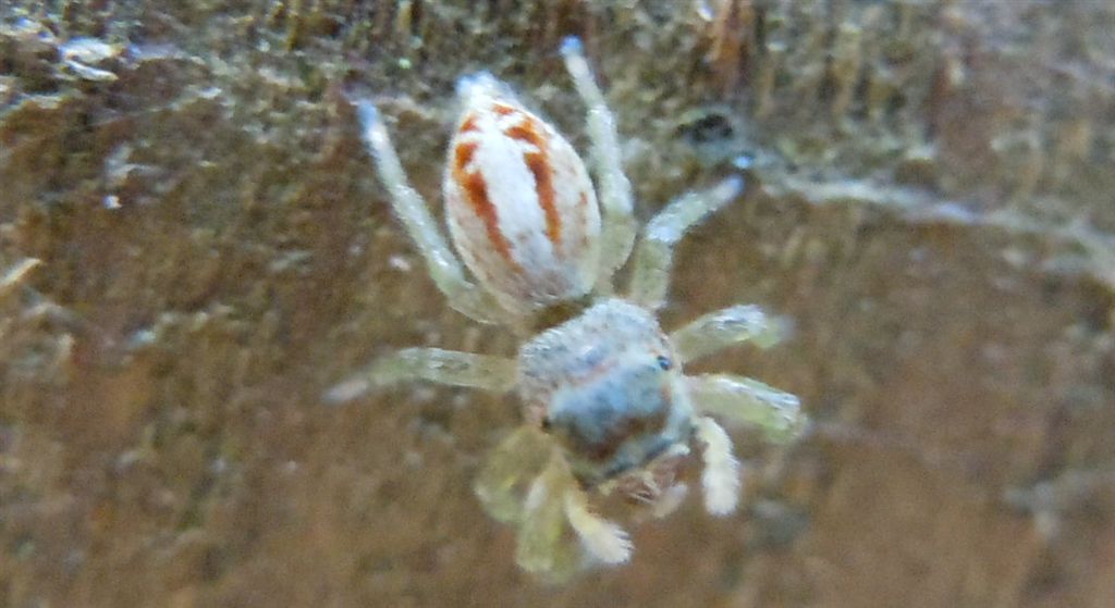 Icius cf. hamatus - Cuma (NA)