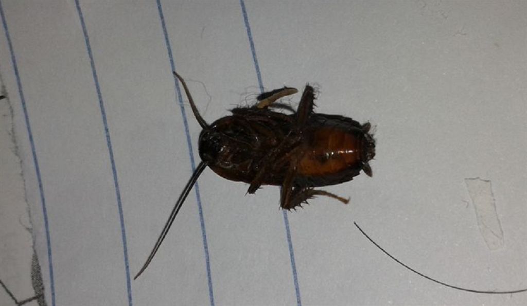 Blatta orientalis Linnaeus, 1758