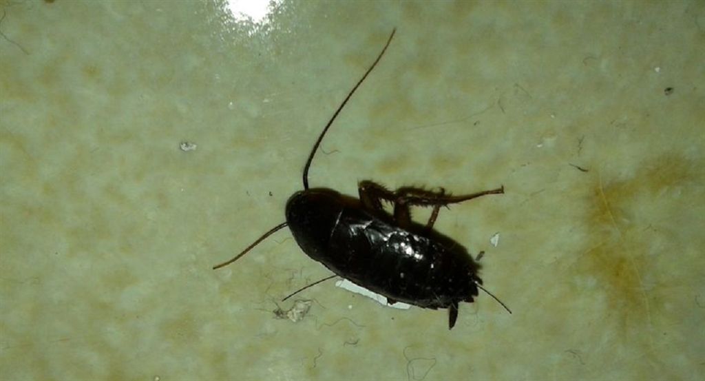 Blatta orientalis Linnaeus, 1758