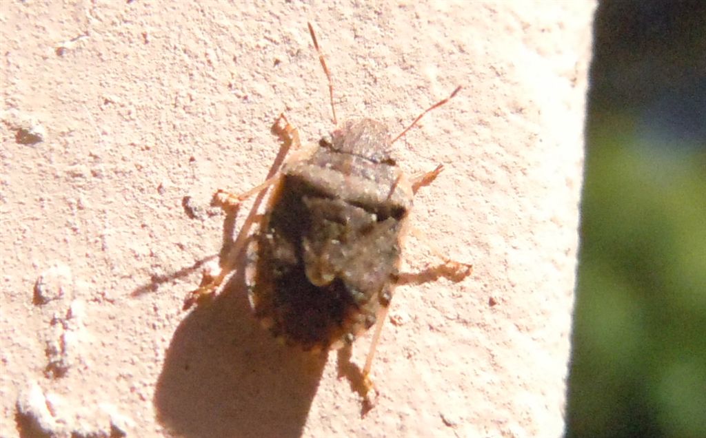 Pentatomidae: Sciocoris cf sideritidis della Campania (CE)