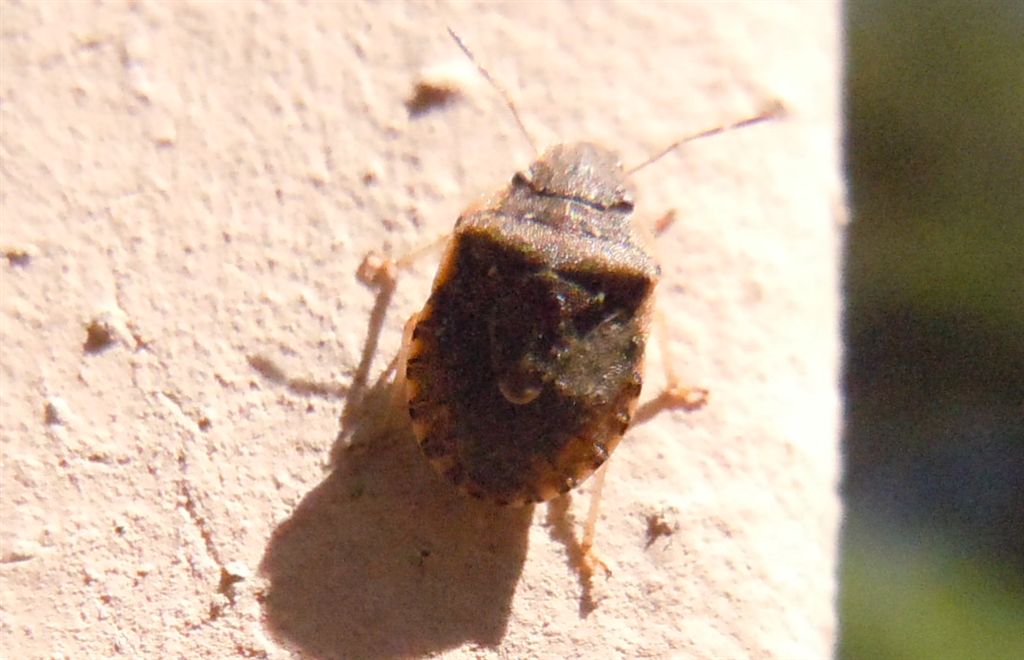 Pentatomidae: Sciocoris cf sideritidis della Campania (CE)