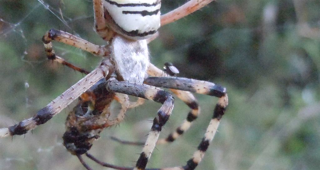 Argiope bruennichi + Argyrodes + dittero scroccone