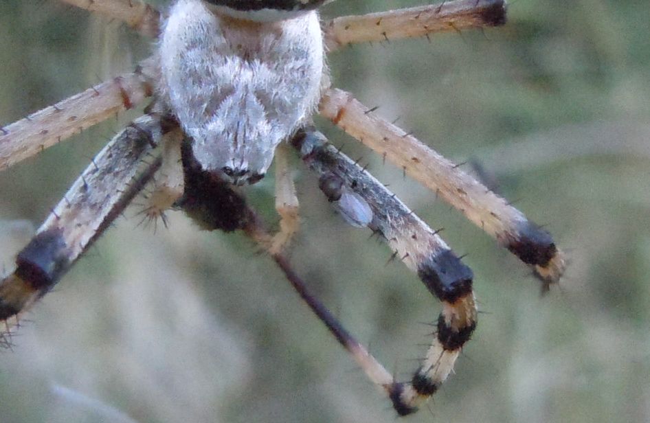 Argiope bruennichi + Argyrodes + dittero scroccone