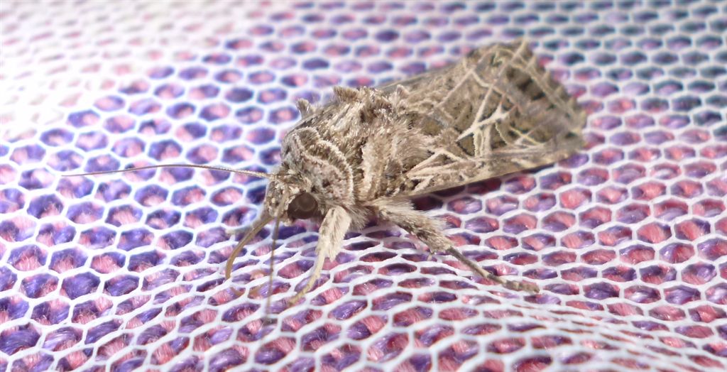 Bruco da id. - Spodoptera littoralis (ciclo completo)