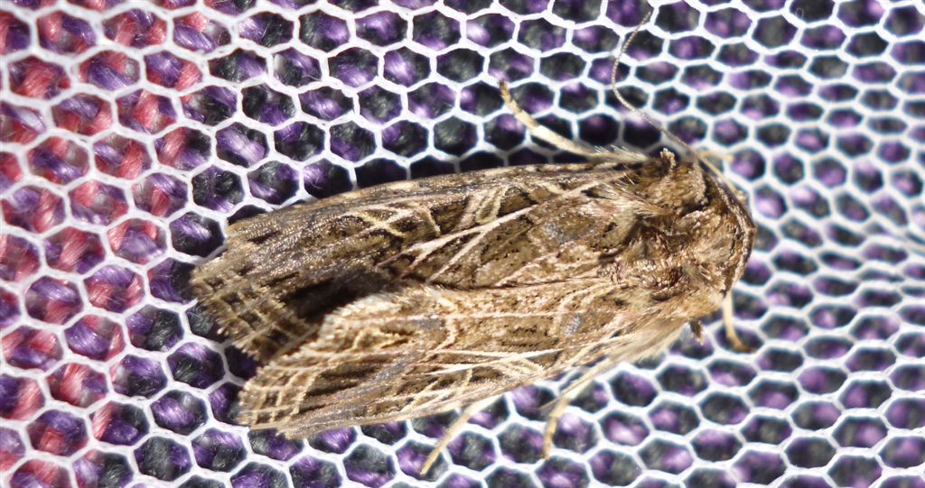 Bruco da id. - Spodoptera littoralis (ciclo completo)