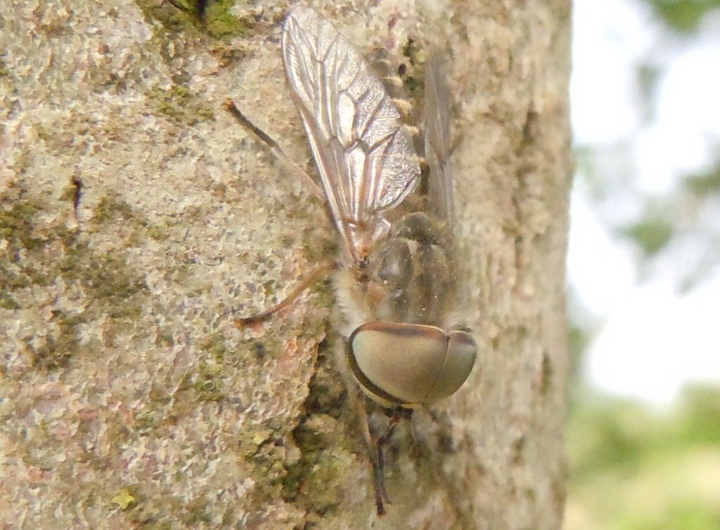 Grosso Tabanidae