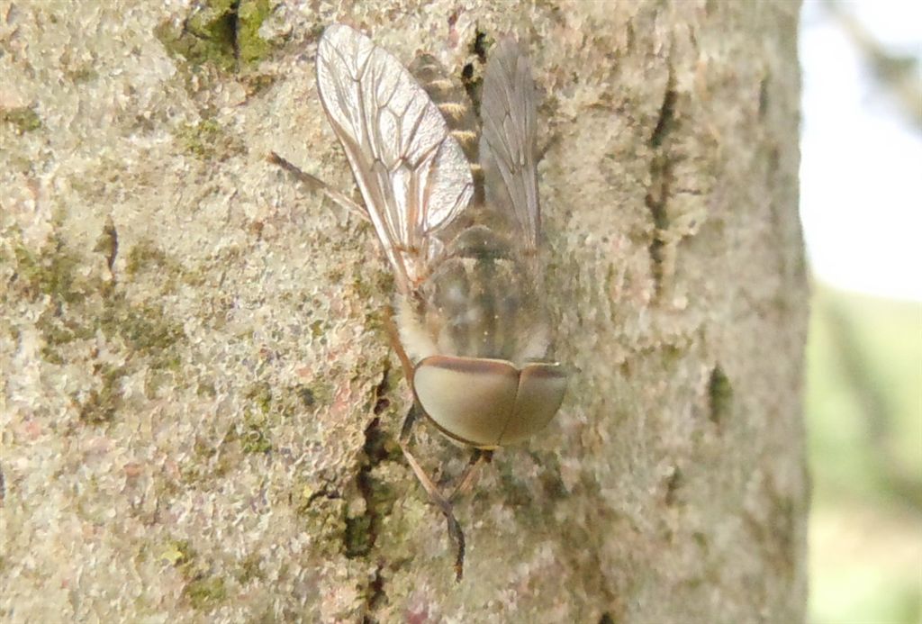 Grosso Tabanidae