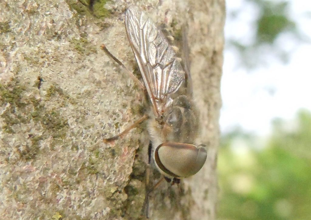 Grosso Tabanidae