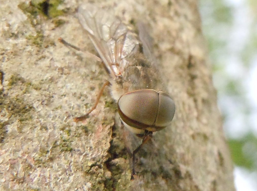 Grosso Tabanidae