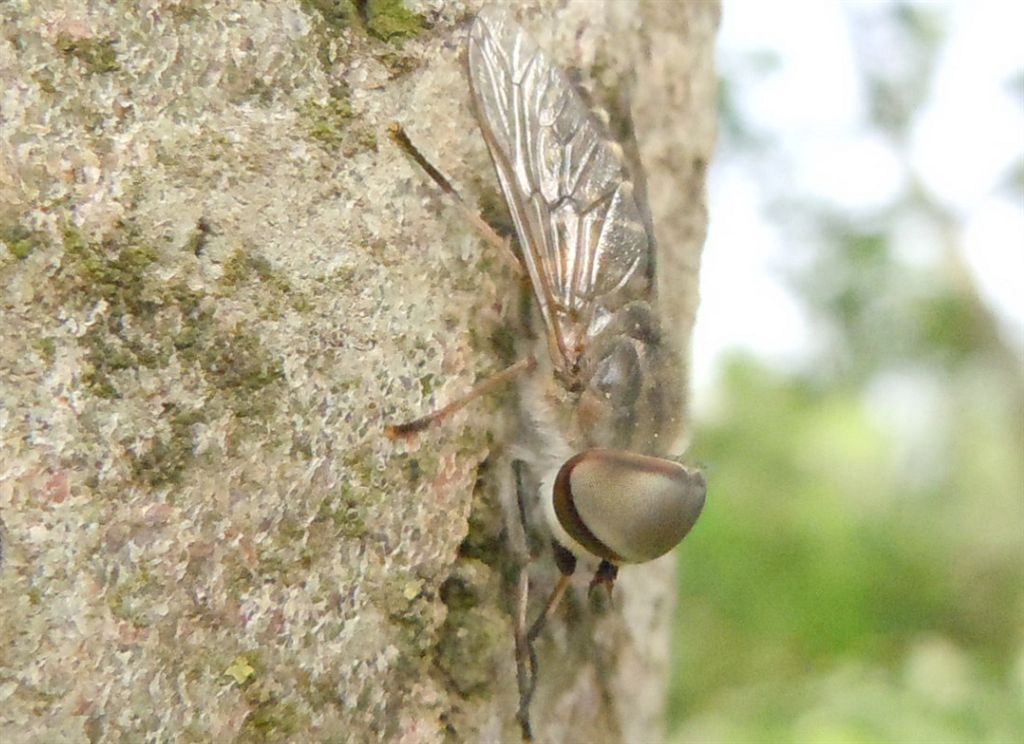 Grosso Tabanidae