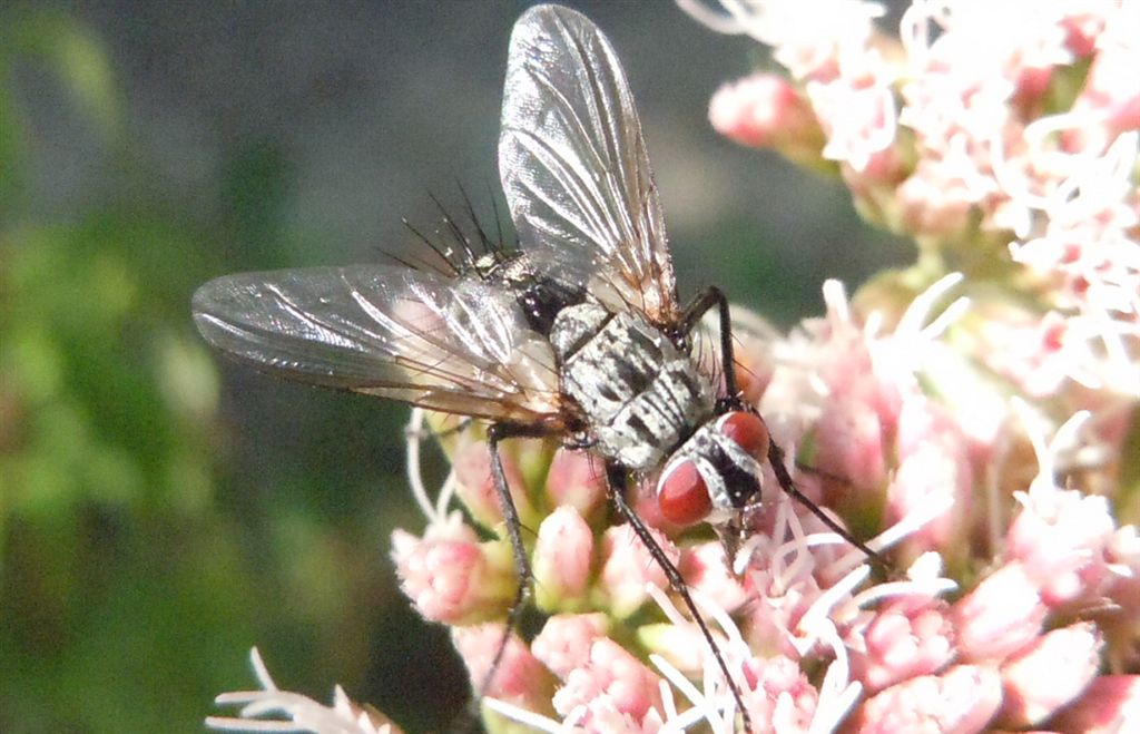Tachinidae??