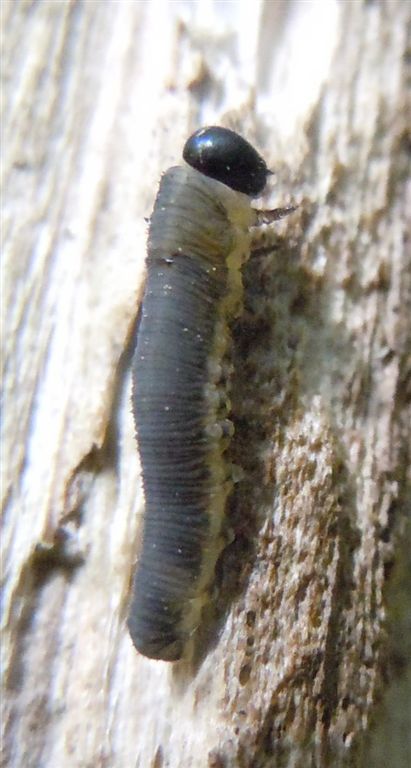 Larva di Tenthredinidae? S !