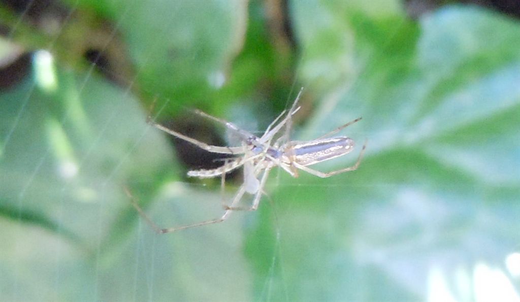Tetragnatha sp. - Riserva degli Astroni (NA)