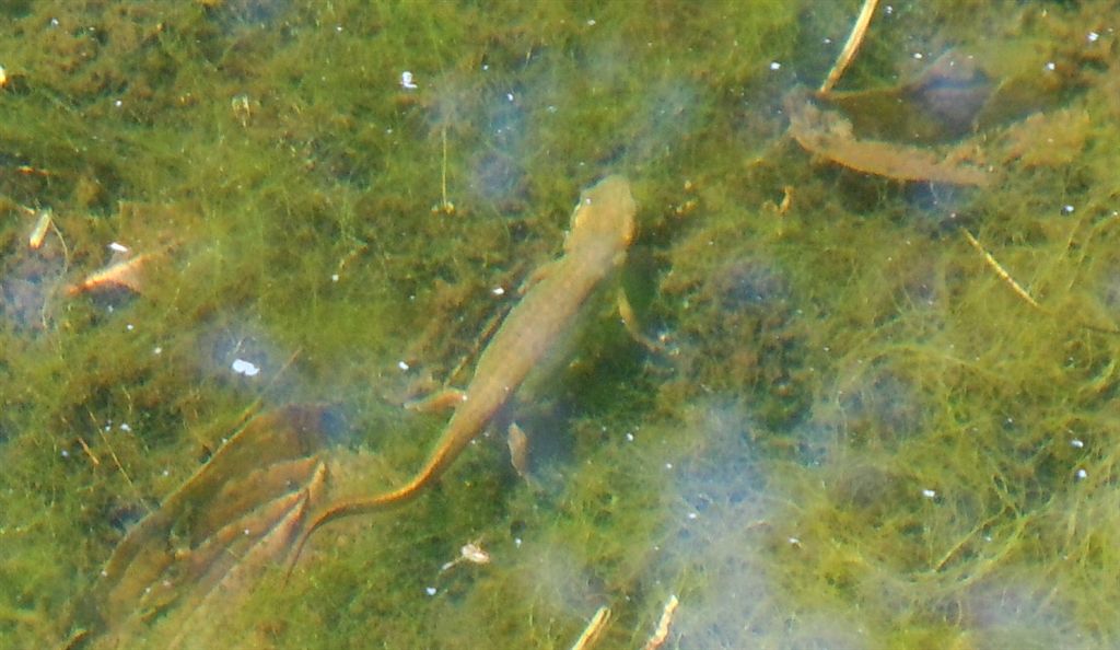 Tritone - Lissotriton italicus