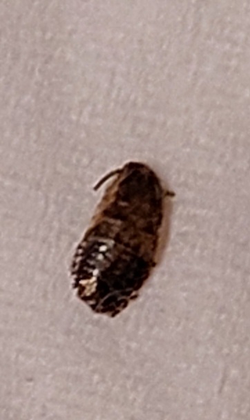 Cimice dei letti o cos''altro?
