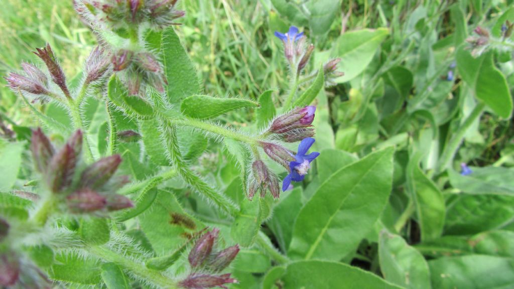 Anchusa azurea