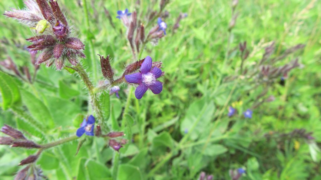 Anchusa azurea