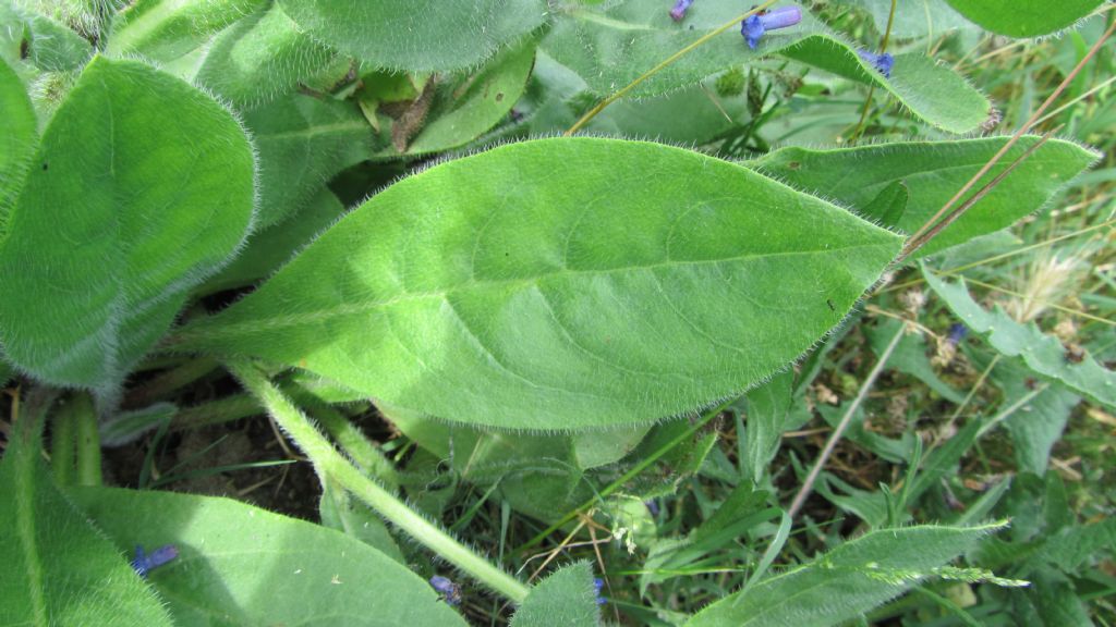 Anchusa azurea