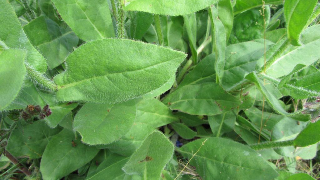 Anchusa azurea