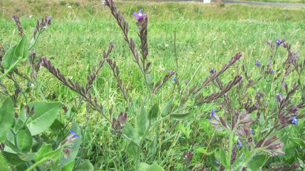 Anchusa azurea