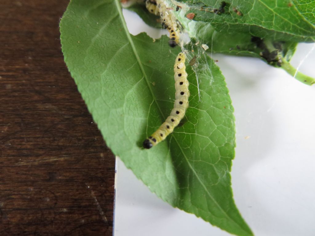 bruco - Yponomeuta sp, Yponomeutidae