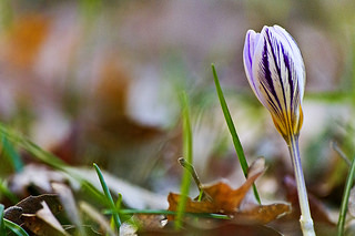 Crocus biflorus  (Asparagales - Iridaceae)