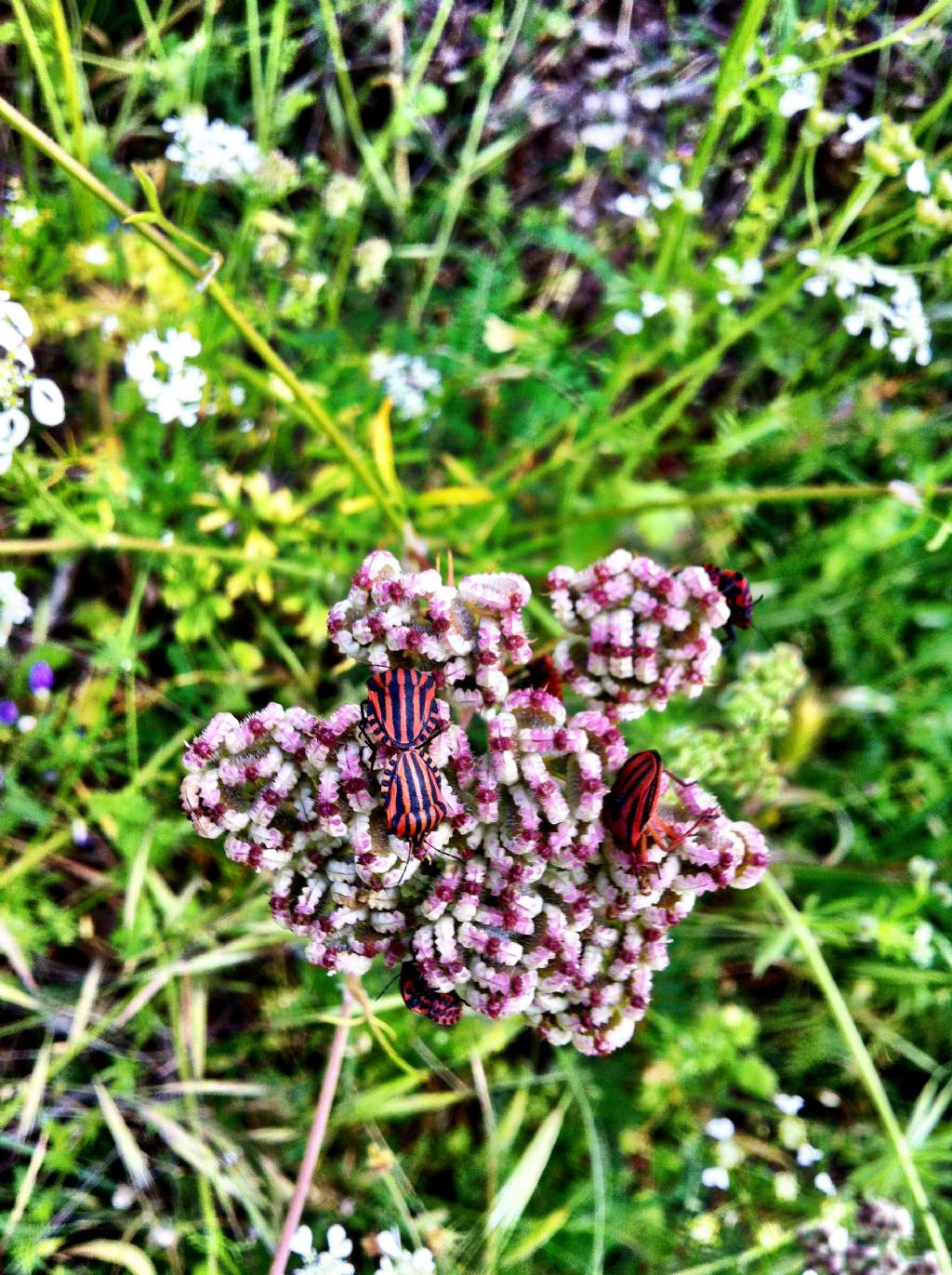 Graphosoma lineatum italicum