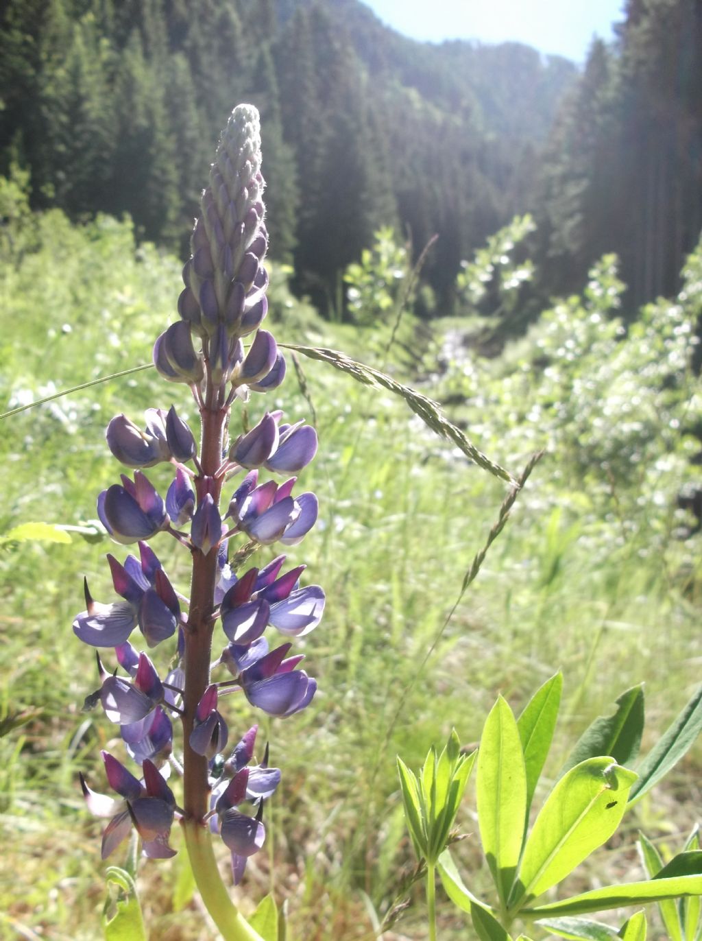 Lupinus polyphyllus