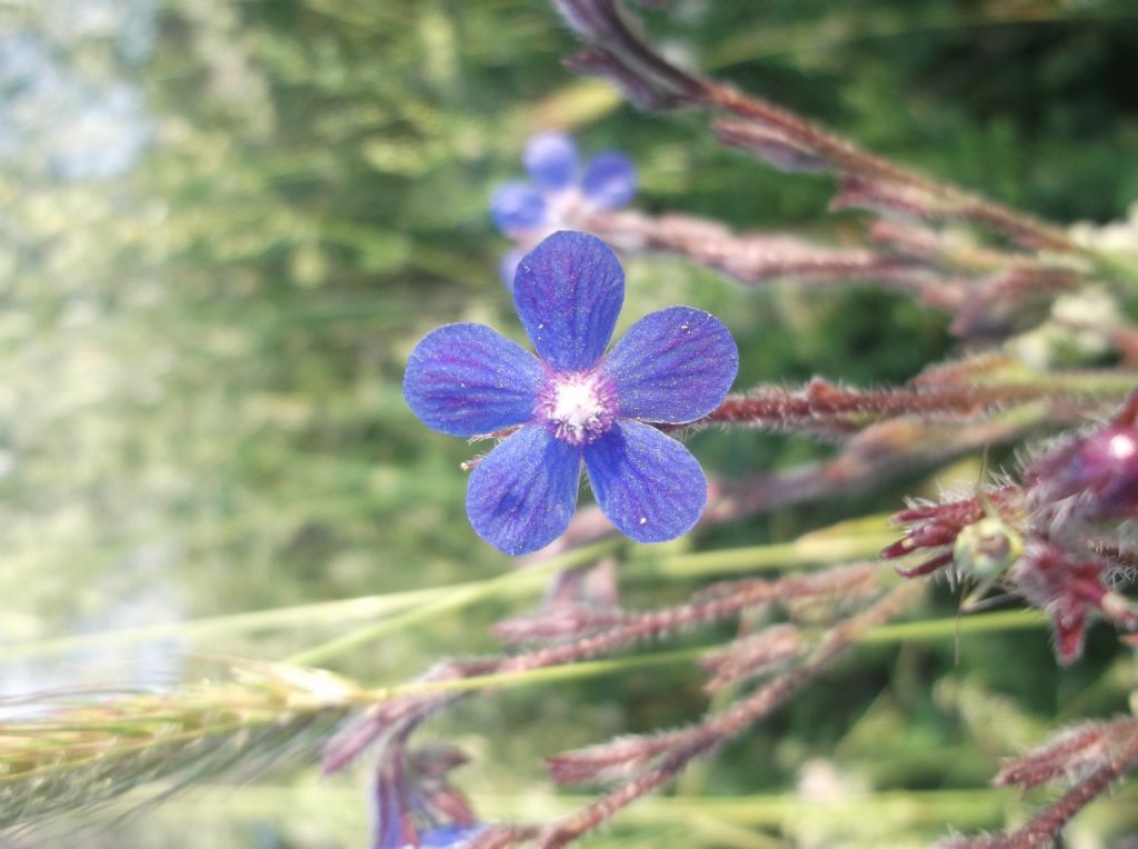 Anchusa italica