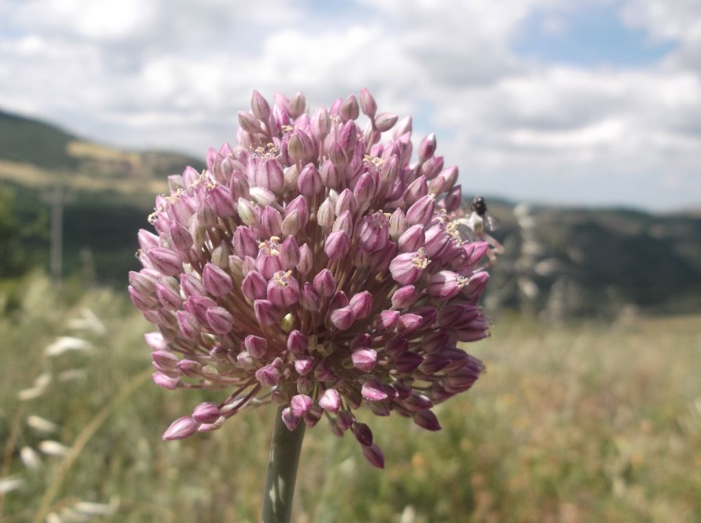 Allium ampeloprasum / Porraccio