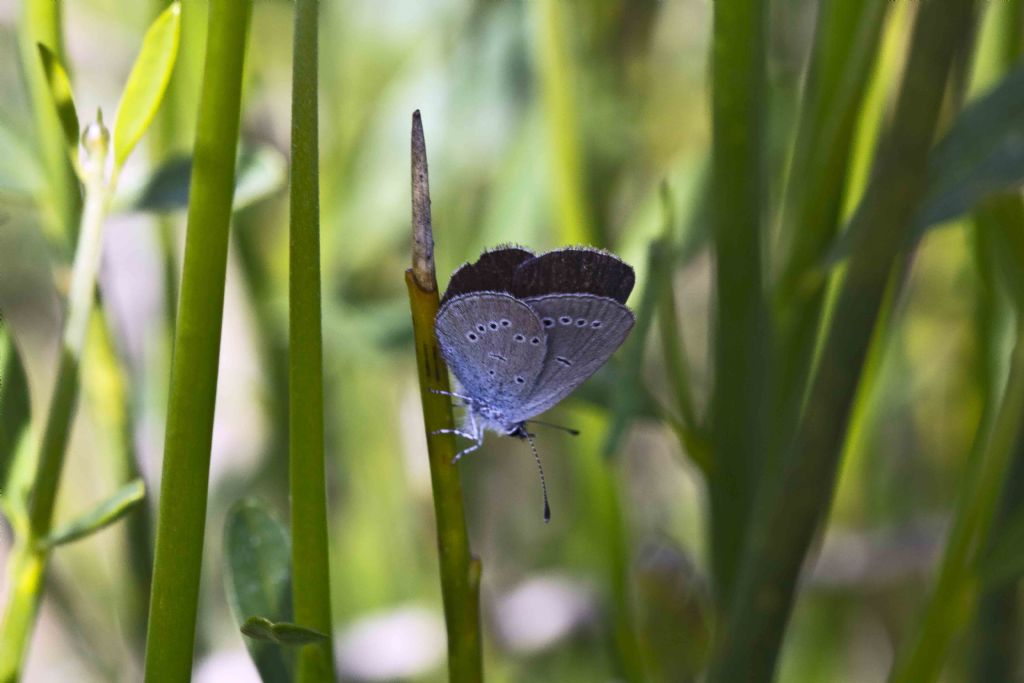 Polyommatus icarus maschio e femmina?