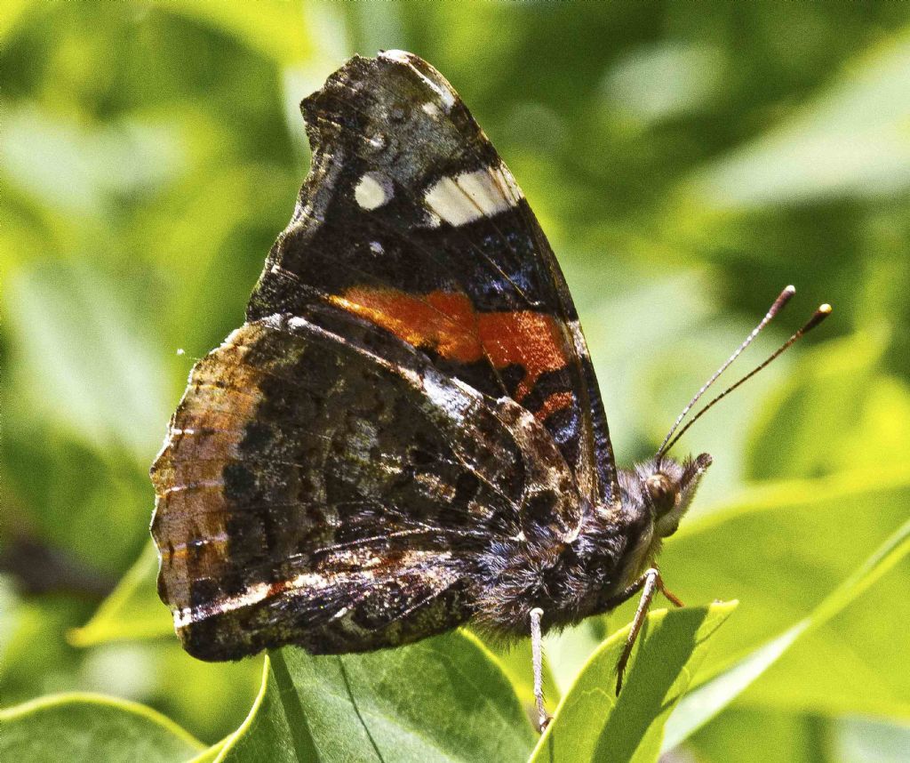 Farfalla da identificare