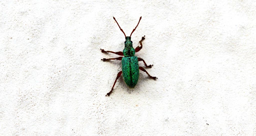 Phyllobius sp.