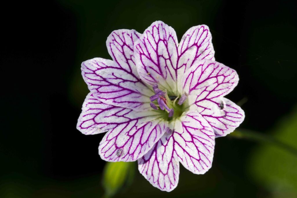 Geranium versicolor / Geranio striato